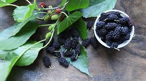 Mulberry Leaf: Uses, Benefits, and Precautions